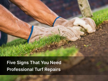turf damage repair near me