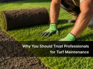 turf cleaning service